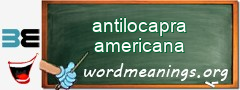 WordMeaning blackboard for antilocapra americana